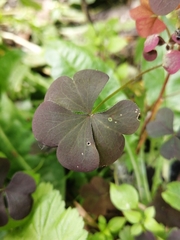 Oxalis stricta rufa