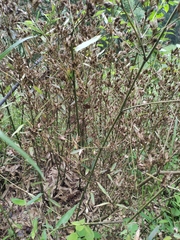 Phyllostachys sulphurea