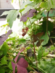 Oxalis stricta rufa