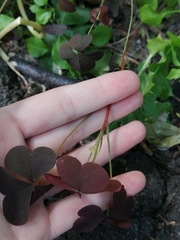 Oxalis stricta rufa