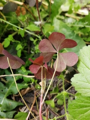 Oxalis stricta rufa