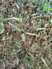 Phyllostachys sulphurea