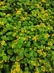 Lysimachia congestiflora