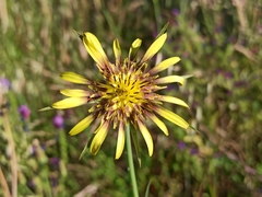 Tragopogon castellanus