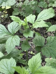 Geum