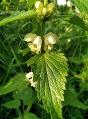 Lamium album