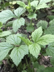 Geum