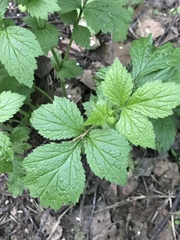 Geum