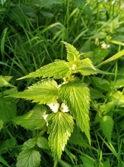 Lamium album