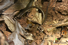 Sphenomorphus tersus