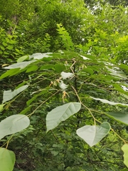 Alangium kurzii