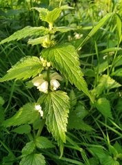 Lamium album