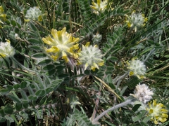 Astragalus dasyanthus