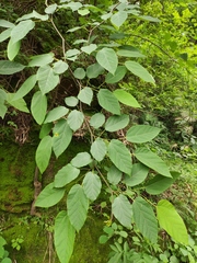 Alangium kurzii