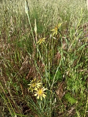 Tragopogon castellanus