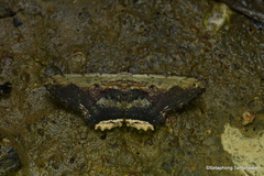 Ruttellerona pallicostaria