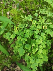 Corydalis pallida