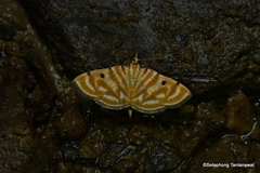 Notarcha