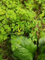Corydalis pallida