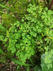 Corydalis pallida