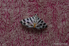 Pycnarmon jaguaralis