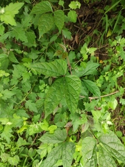 Ampelopsis delavayana