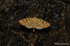 Notarcha