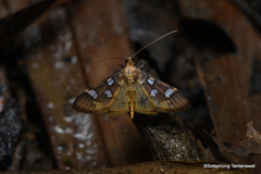 Cotachena pubescens