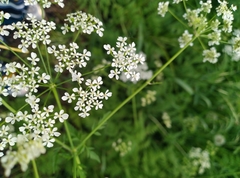 Anthriscus sylvestris