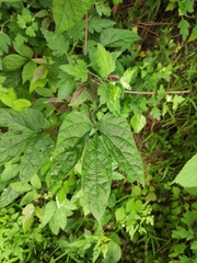 Ampelopsis delavayana