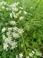 Anthriscus sylvestris