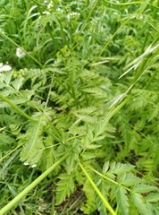 Anthriscus sylvestris