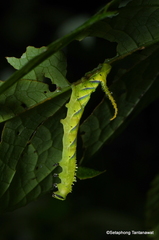 Acherontia