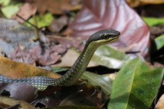 Dendrelaphis calligaster