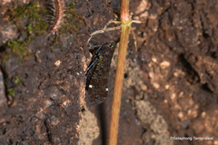 Penthicodes variegatus