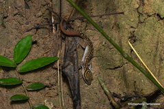 Cyrtodactylus phetchaburiensis
