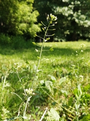 Capsella bursa-pastoris