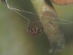 Parasteatoda merapiensis