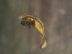 Parasteatoda merapiensis