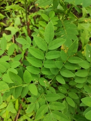 Sophora flavescens