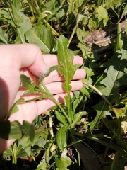 Capsella bursa-pastoris