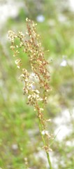 Rumex hastatulus