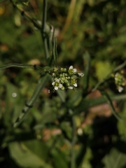 Capsella bursa-pastoris