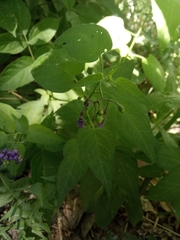 Solanum dulcamara