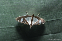 Glyphodes actorionalis