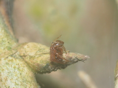Parasteatoda merapiensis
