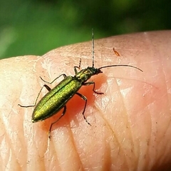 Chrysanthia reitteri
