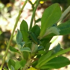 Chrysanthia reitteri