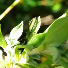 Chrysanthia reitteri