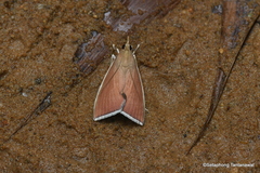 Loxoneptera albicostalis